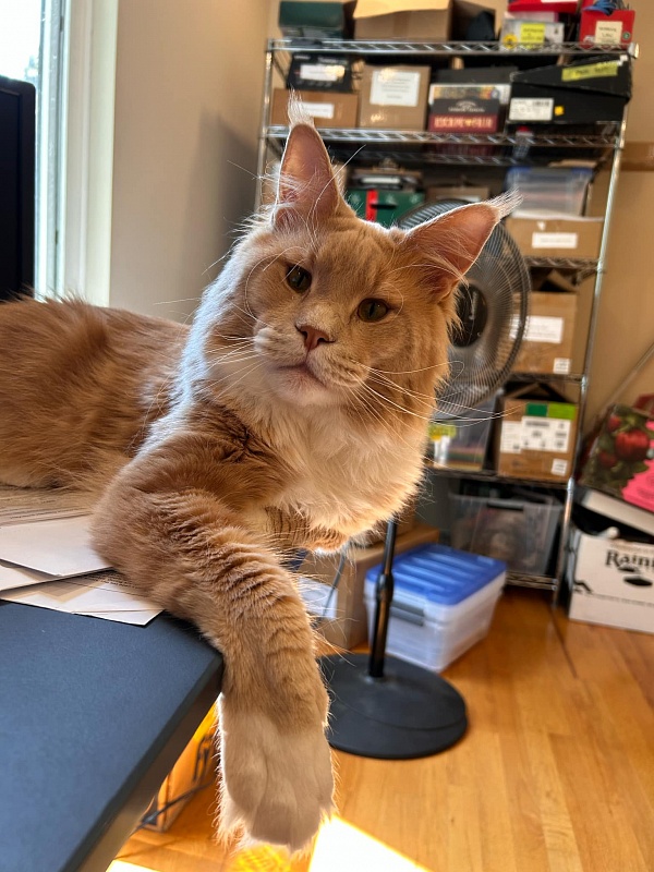 UA*Drumheller Monterini - Adult maine-coon 1 year 9 months 2.5 weeks