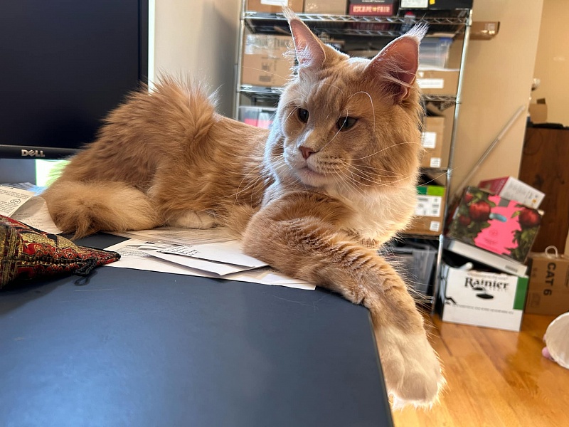 UA*Drumheller Monterini - Adult maine-coon 1 year 9 months 2.5 weeks