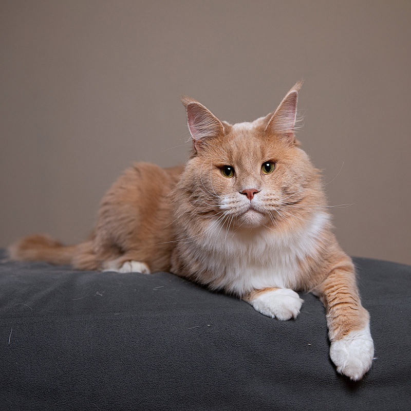 UA*Drumheller Monterini - Adult maine-coon 1 year 11 months 4 weeks