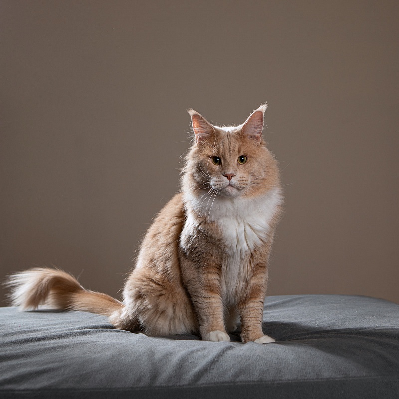 UA*Drumheller Monterini - Adult maine-coon 1 year 11 months 4 weeks