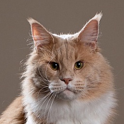 UA*Drumheller Monterini