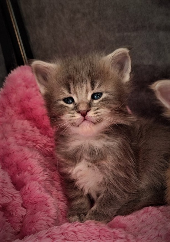 Doctopus Monterini - Kitten maine-coon 3.5 weeks