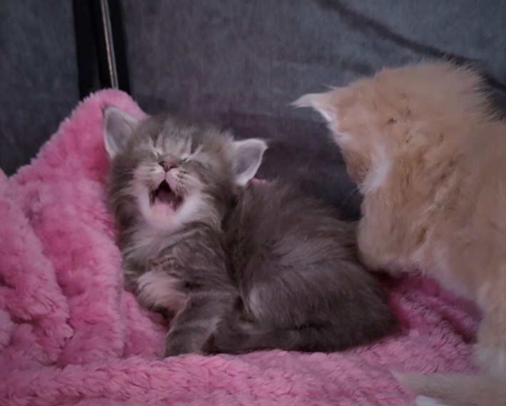 Doctopus Monterini - Kitten maine-coon 3.5 weeks