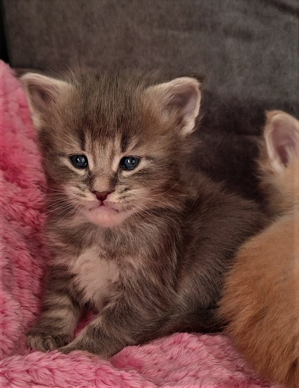 Doctopus Monterini - Kitten maine-coon 3.5 weeks