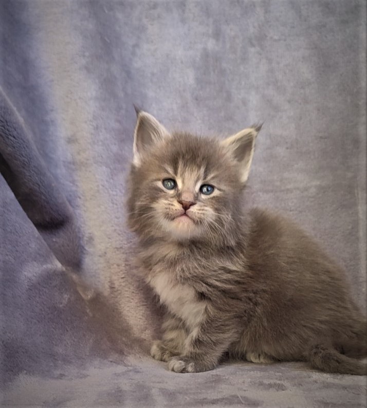 Doctopus Monterini - Kitten maine-coon 1 month