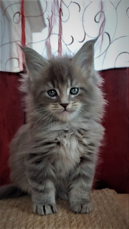 Doctopus Monterini - Kitten maine-coon 1 month 2.5 weeks