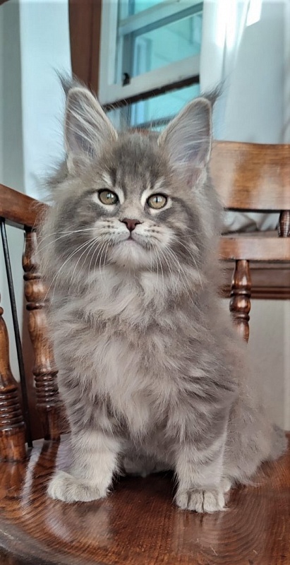 Doctopus Monterini - Kitten maine-coon 2 months 1.5 week