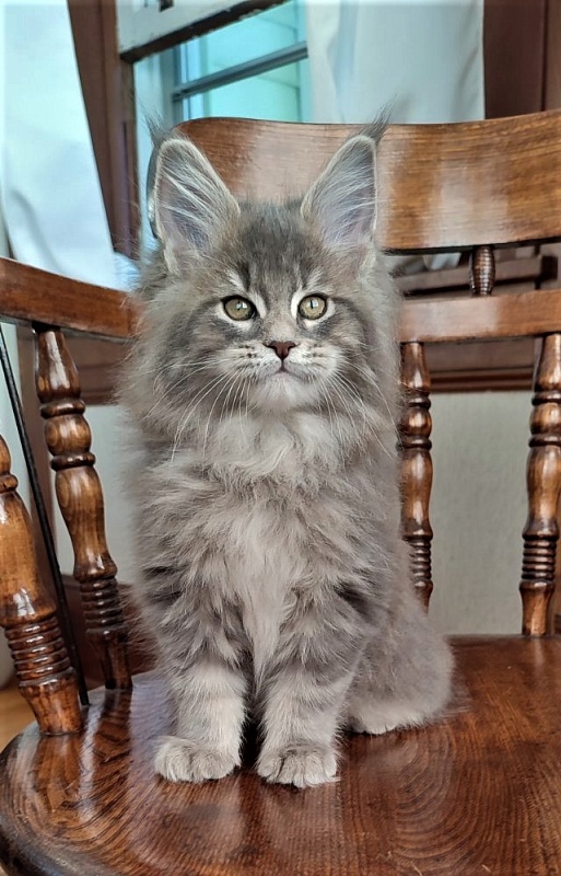 Doctopus Monterini - Kitten maine-coon 2 months 1.5 week