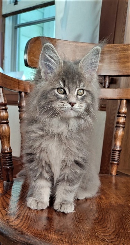 Doctopus Monterini - Kitten maine-coon 2 months 1.5 week