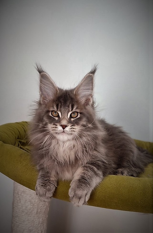 Doctopus Monterini - Kitten maine-coon 3 months 1 week