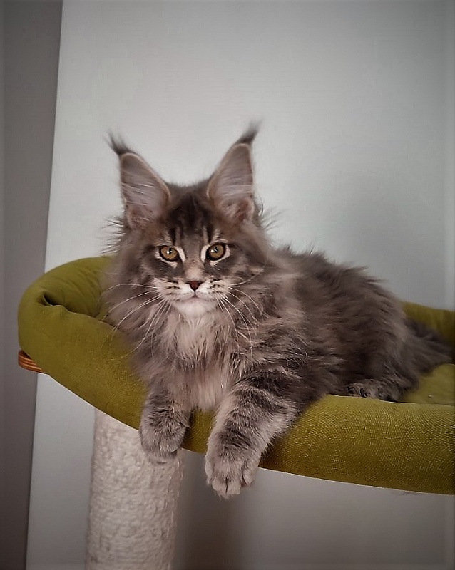 Doctopus Monterini - Kitten maine-coon 3 months 1 week