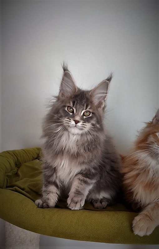 Doctopus Monterini - Kitten maine-coon 3 months 1 week