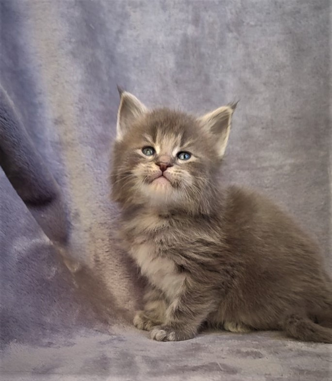 Doctopus Monterini - Kitten maine-coon 1 month