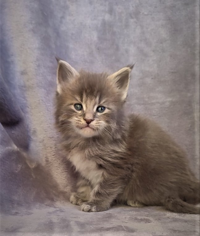 Doctopus Monterini - Kitten maine-coon 1 month