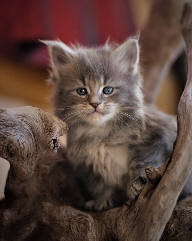 Doctopus Monterini - Kitten maine-coon 1 month 0.5 weeks