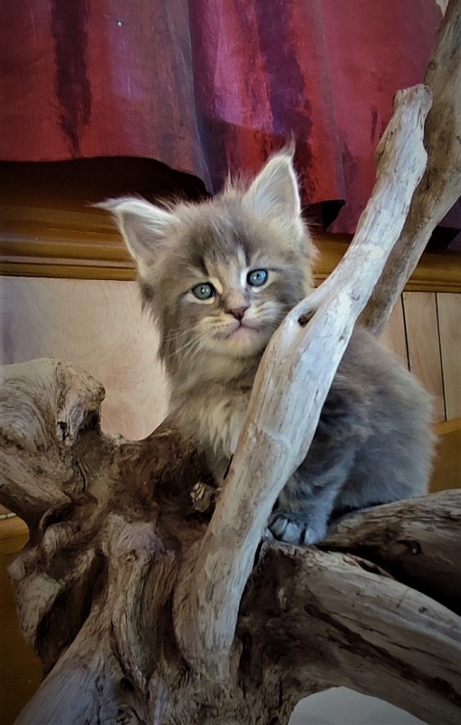 Doctopus Monterini - Kitten maine-coon 1 month 0.5 weeks