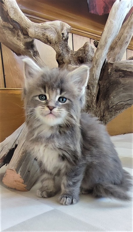 Doctopus Monterini - Kitten maine-coon 1 month 0.5 weeks