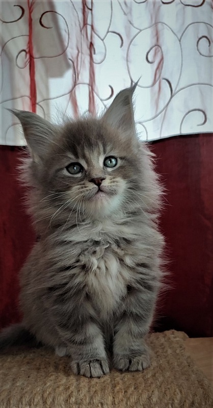 Doctopus Monterini - Kitten maine-coon 1 month 2.5 weeks