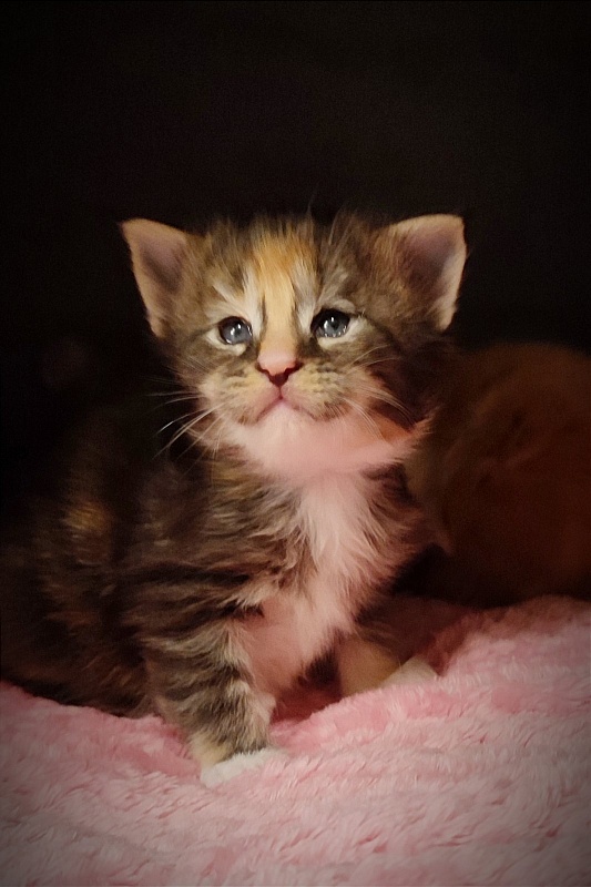 UA*Desjardina  Monterini - Кошеня мейн-кун 3 тижні