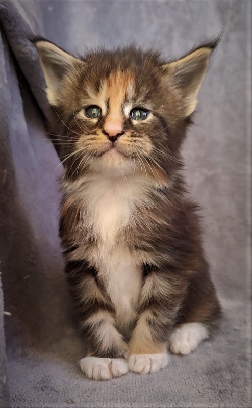 UA*Desjardina  Monterini - Кошеня мейн-кун 1 місяць