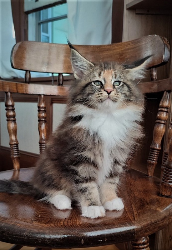 UA*Desjardina  Monterini - Кошеня мейн-кун 2 місяця 1,5 тиждень