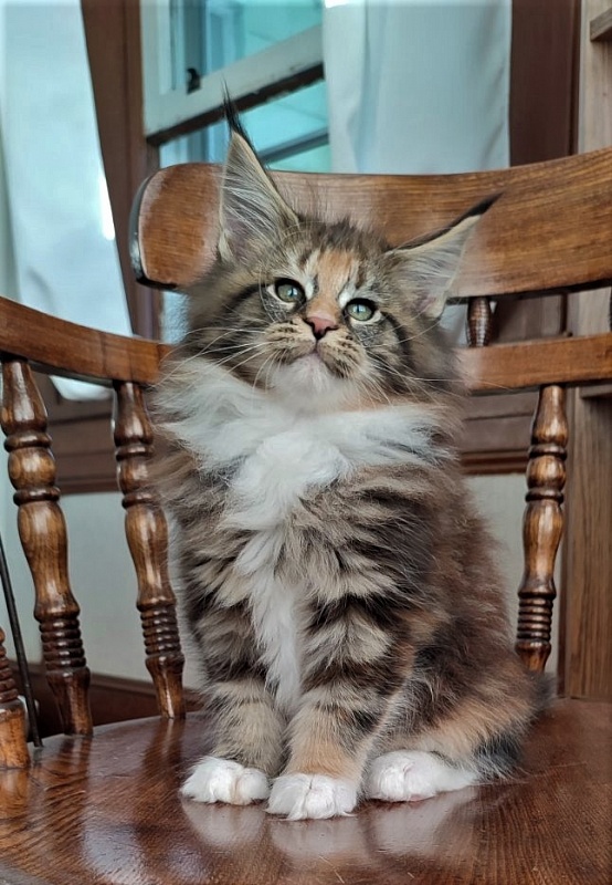 UA*Desjardina  Monterini - Кошеня мейн-кун 2 місяця 1,5 тиждень