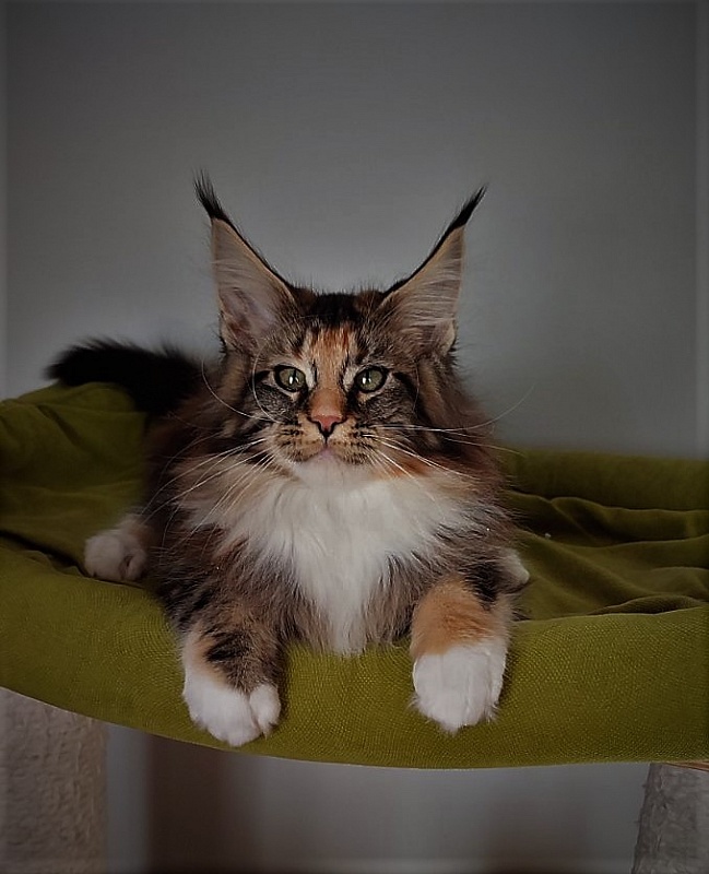 UA*Desjardina  Monterini - Кошеня мейн-кун 3 місяця 1 тиждень