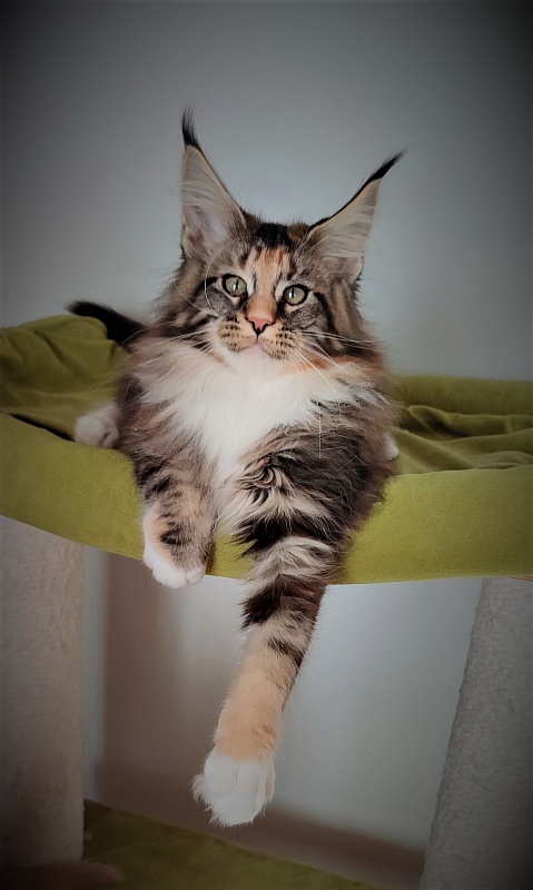 UA*Desjardina  Monterini - Кошеня мейн-кун 3 місяця 1 тиждень