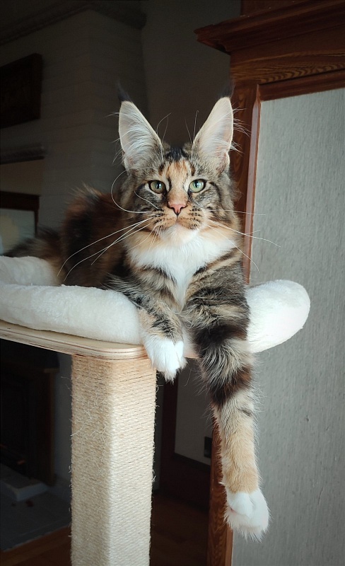 UA*Desjardina  Monterini - Кошеня мейн-кун 6 місяців 1 тиждень