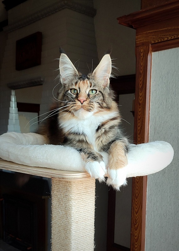 UA*Desjardina  Monterini - Кошеня мейн-кун 6 місяців 1 тиждень