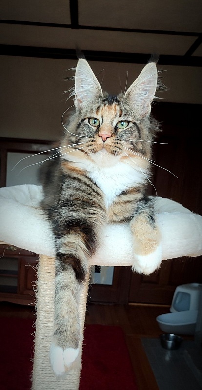 UA*Desjardina  Monterini - Кошеня мейн-кун 6 місяців 1 тиждень