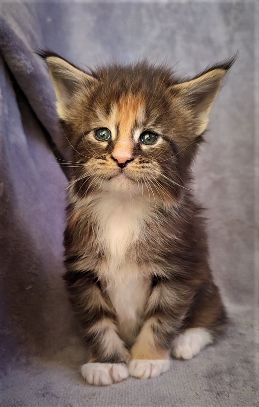 UA*Desjardina  Monterini - Кошеня мейн-кун 1 місяць