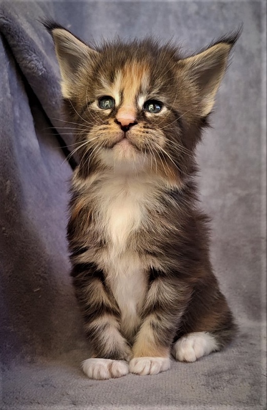 UA*Desjardina  Monterini - Кошеня мейн-кун 1 місяць