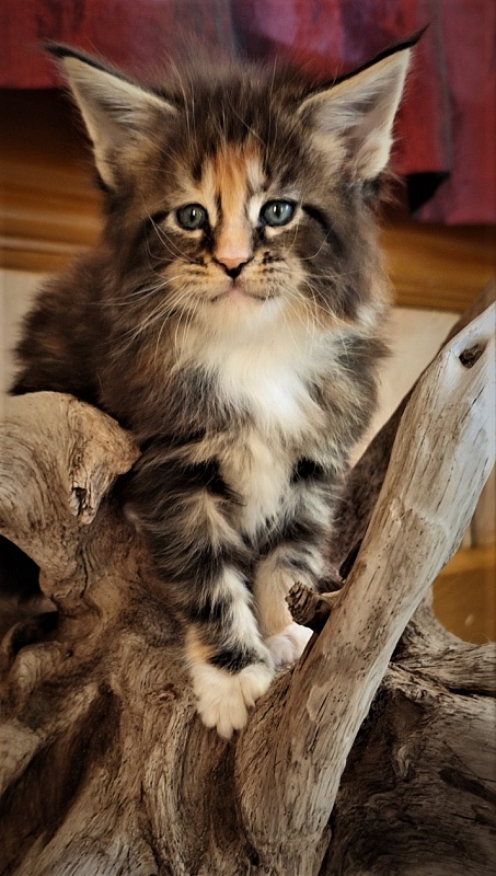 UA*Desjardina  Monterini - Кошеня мейн-кун 1 місяць 0,5 тижнів