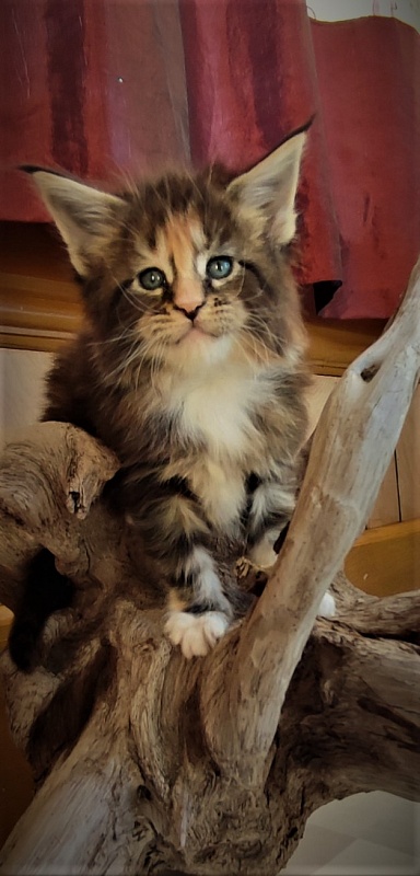 UA*Desjardina  Monterini - Кошеня мейн-кун 1 місяць 0,5 тижнів