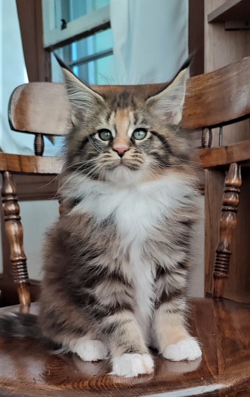 UA*Desjardina  Monterini - Кошеня мейн-кун 2 місяця 1,5 тиждень