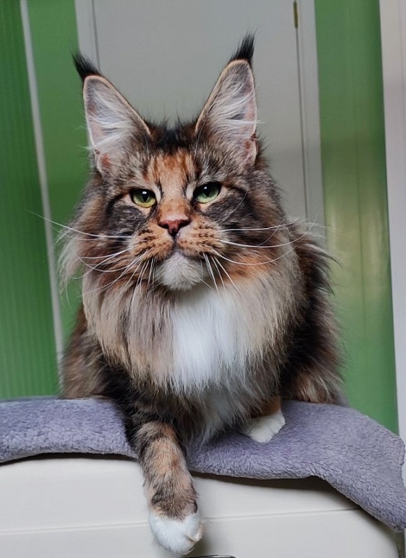 UA*Desjardina  Monterini - Дорослий мейн-кун 2 роки 3 місяця 0,5 тижнів