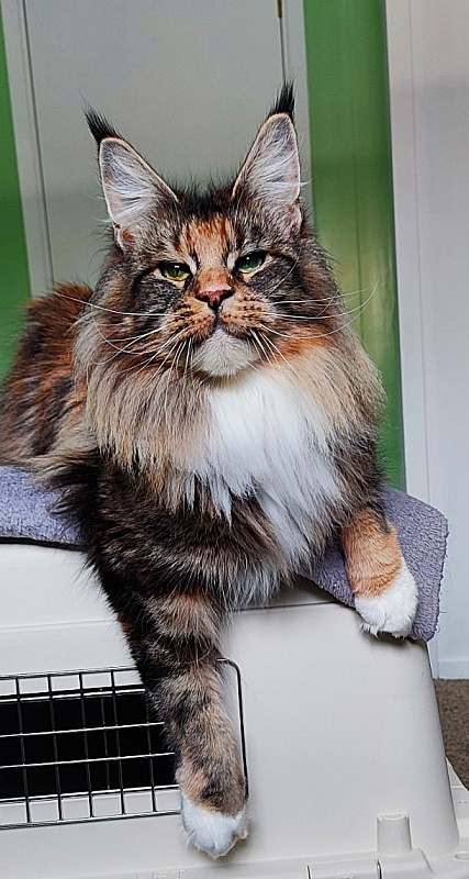 UA*Desjardina  Monterini - Дорослий мейн-кун 2 роки 3 місяця 0,5 тижнів