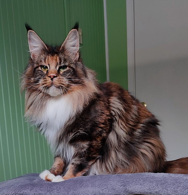 UA*Desjardina  Monterini - Дорослий мейн-кун 2 роки 3 місяця 0,5 тижнів