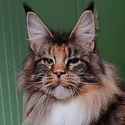 UA*Desjardina  Monterini