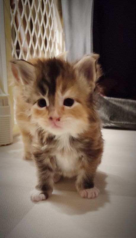 Dee Monterini - Кошеня мейн-кун 3 тижні