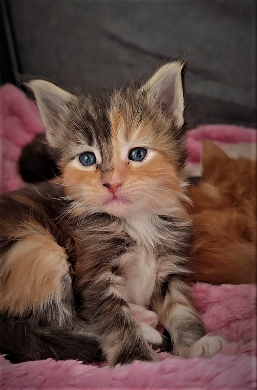 Dee Monterini - Кошеня мейн-кун 3,5 тижні