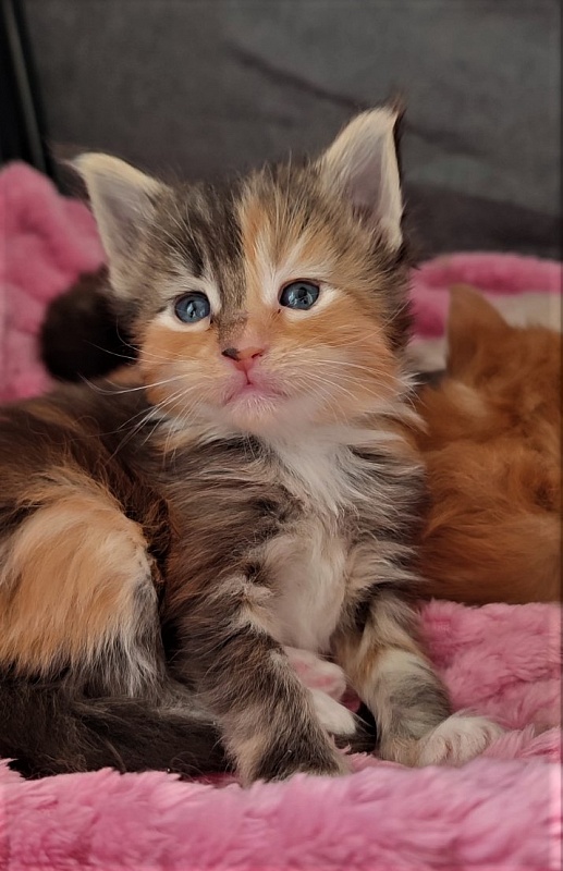 Dee Monterini - Кошеня мейн-кун 3,5 тижні