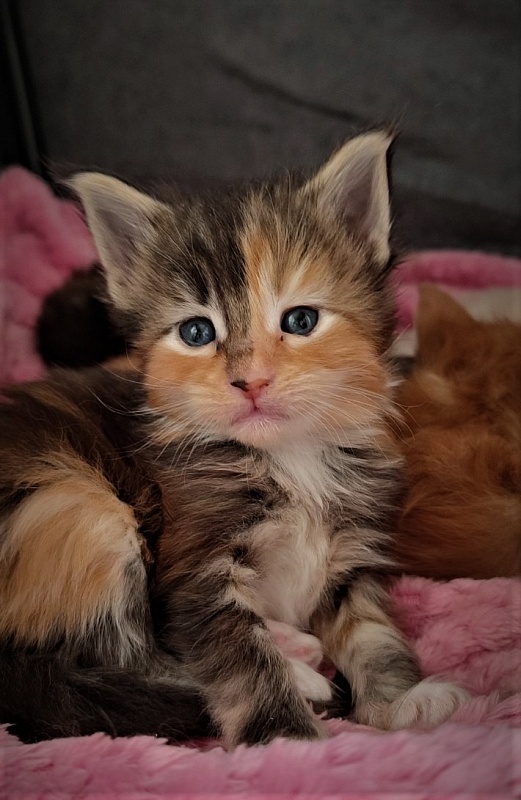 Dee Monterini - Кошеня мейн-кун 3,5 тижні