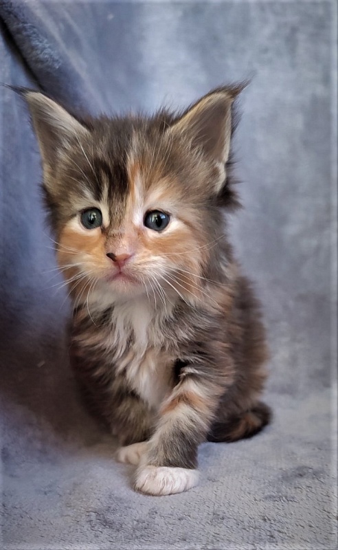 Dee Monterini - Кошеня мейн-кун 1 місяць