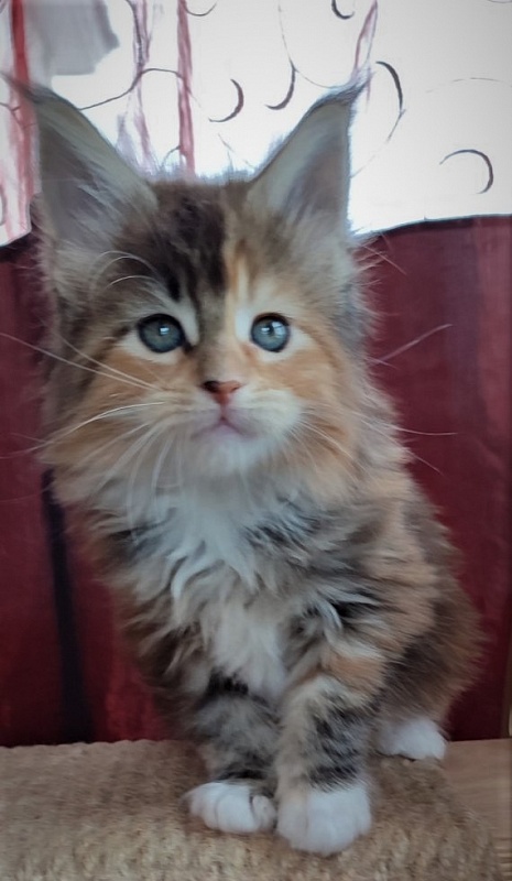 Dee Monterini - Кошеня мейн-кун 1 місяць 2,5 тижні