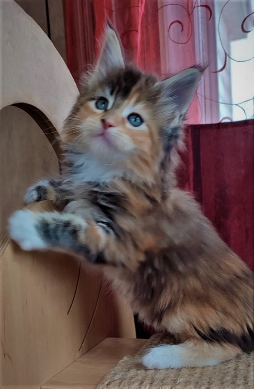 Dee Monterini - Кошеня мейн-кун 1 місяць 2,5 тижні