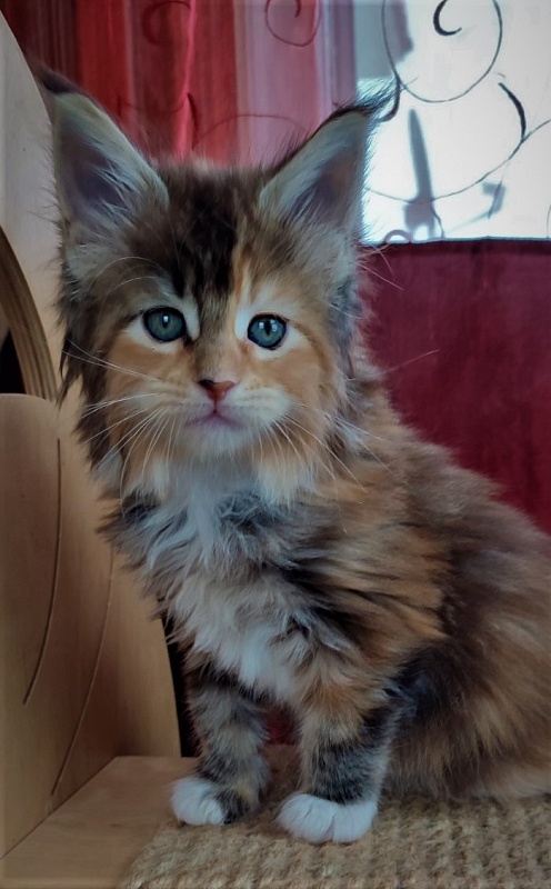 Dee Monterini - Кошеня мейн-кун 1 місяць 2,5 тижні