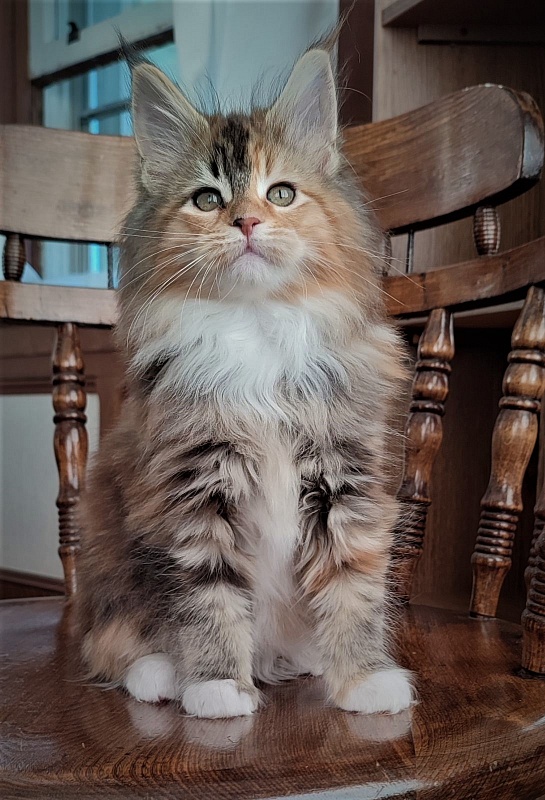 Dee Monterini - Кошеня мейн-кун 2 місяця 1,5 тиждень