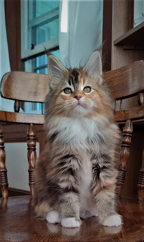 Dee Monterini - Кошеня мейн-кун 2 місяця 1,5 тиждень